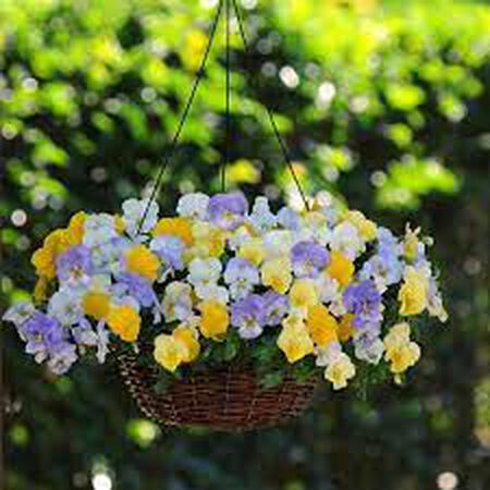 Mix Pastel Cool Wave, (F1) Pansy Seeds - Packet image number null